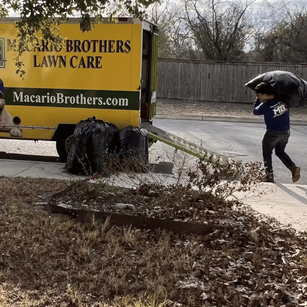 Macario Brothers crew member loading bagged leaves into yellow lawn care truck